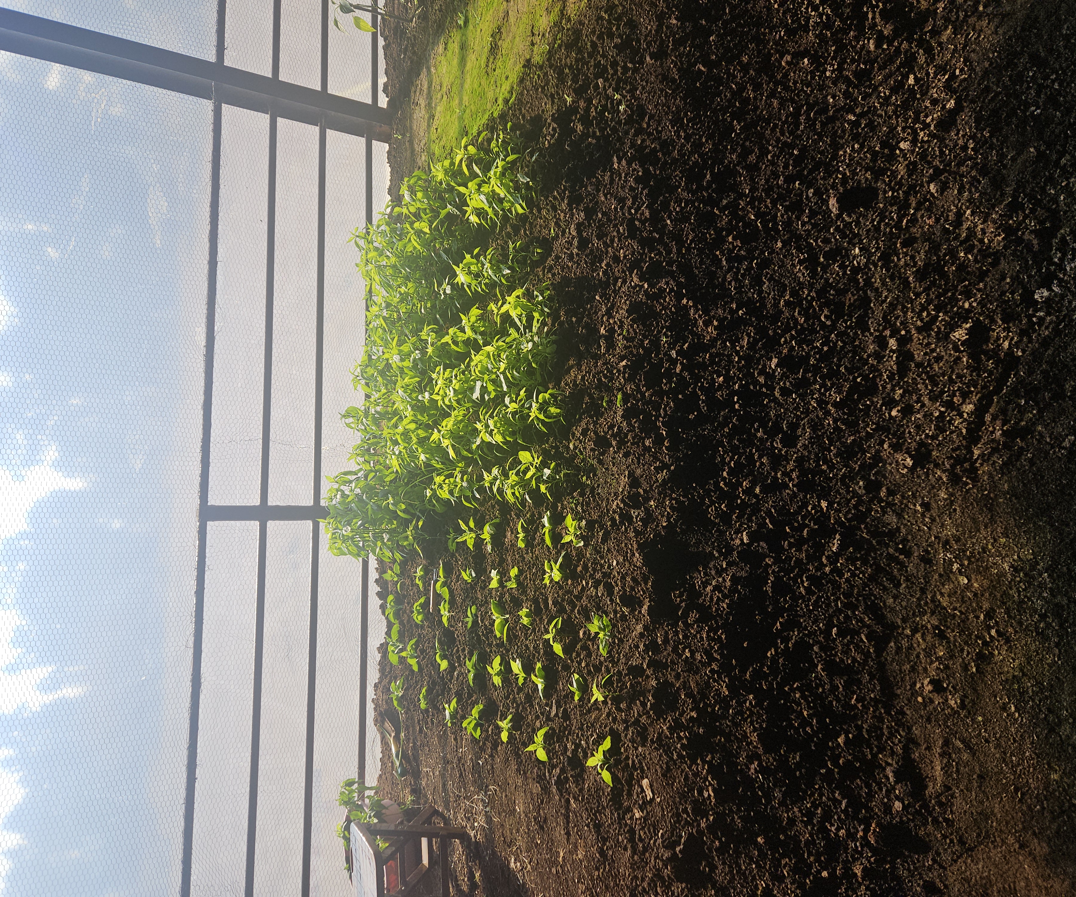 Garden c2