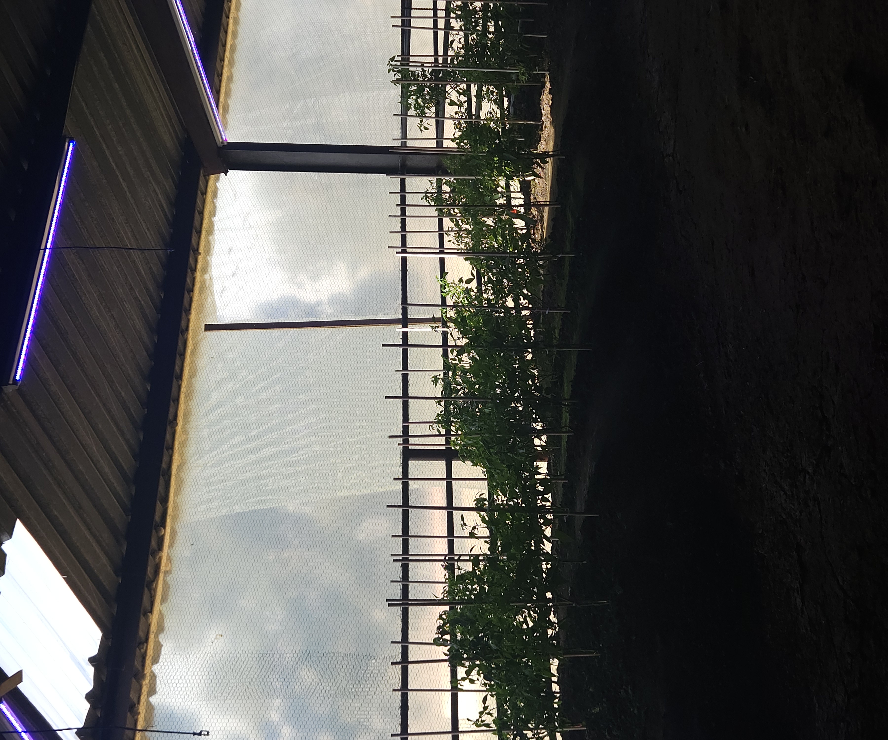 Garden c8